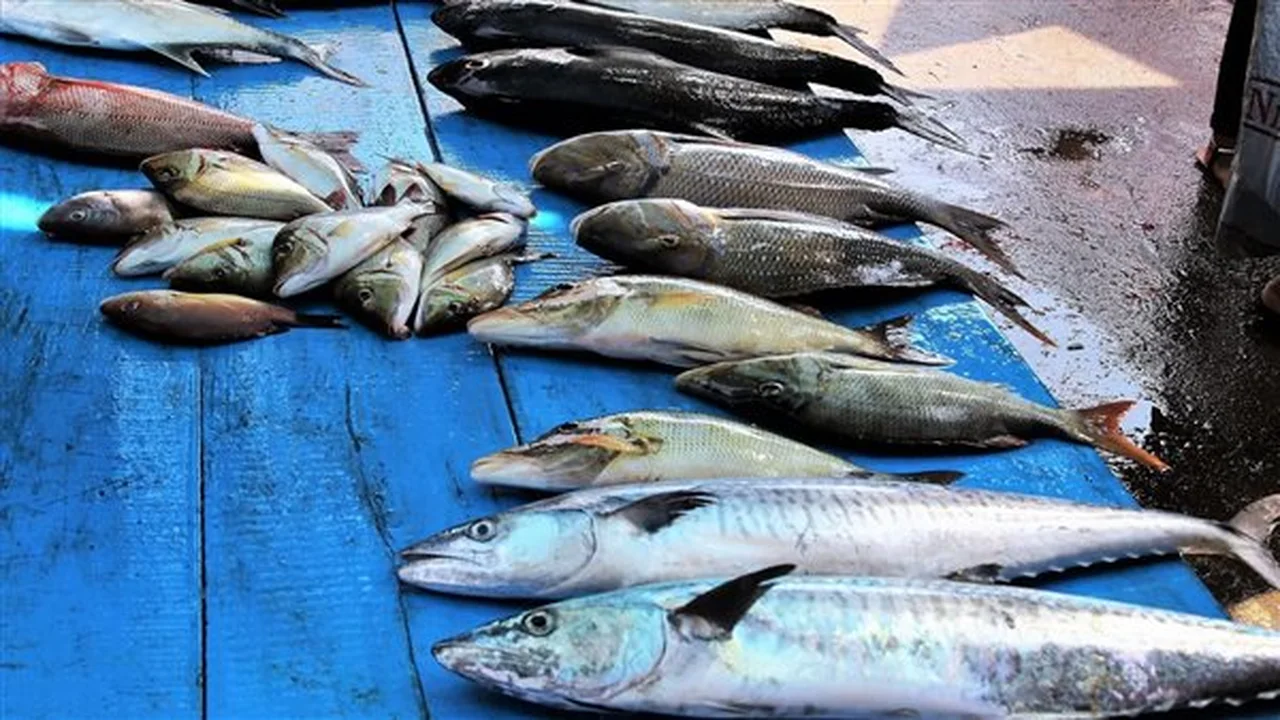 أسعار السمك اليوم الإثنين 15-12-2025: تقلبات تتأثر بالإنتاج والطلب المحلي